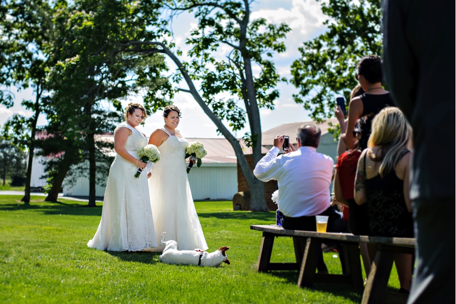 Two brides walking down the isle with their dog on a sunny day.